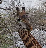 Giraffe, Serengeti